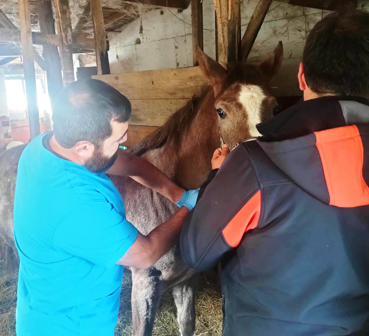 Kütahya\'da safkan Arap tayları İl Tarım ve Orman Müdürlüğünce tescillendi