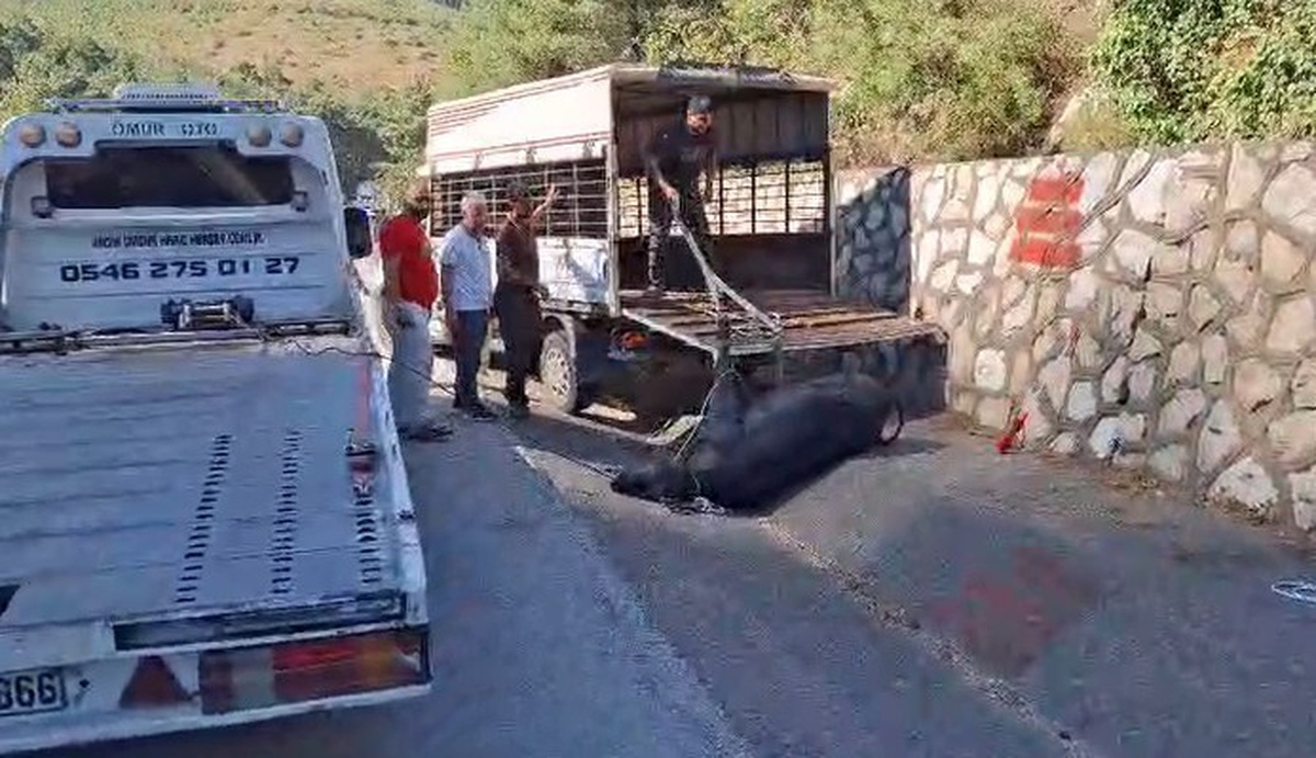 Mersin Tarsus\'ta kamyonetten düşen büyükbaş hayvanı jandarma iki kez bayılttı