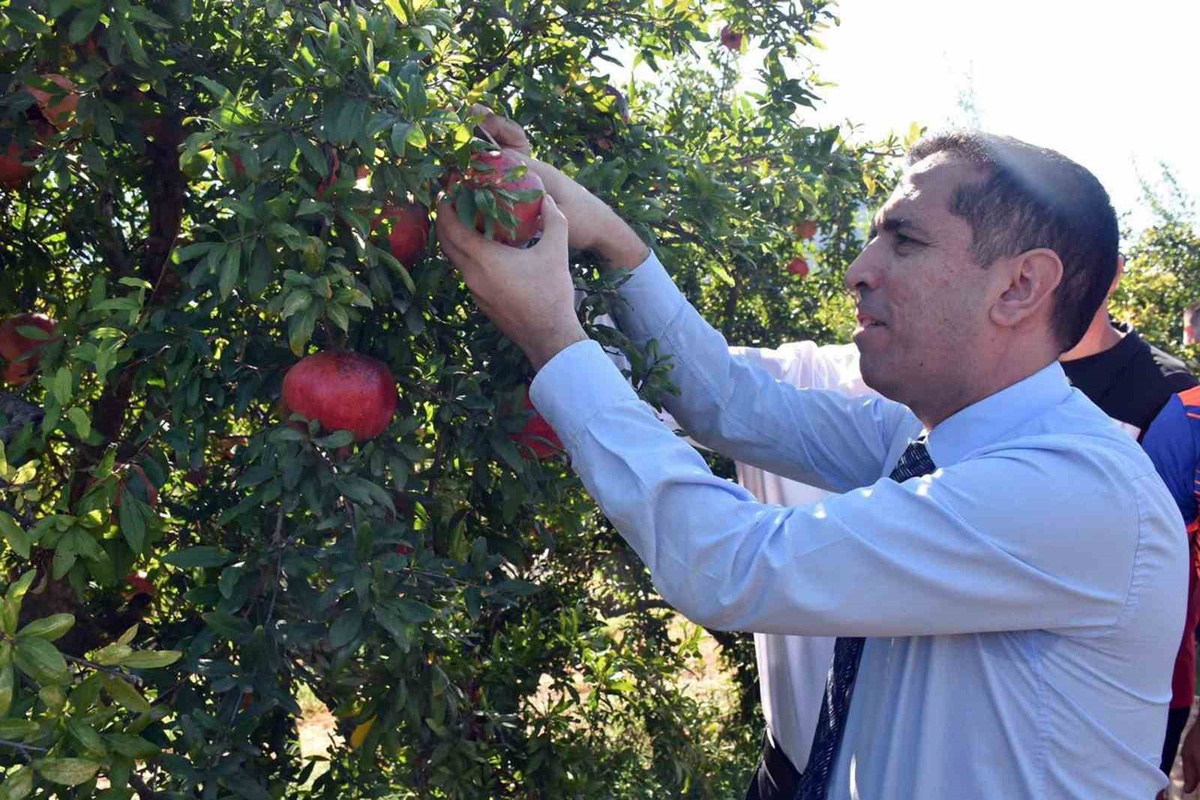 Ortaca Dalyan\'da nar hasadına Kaymakam Aktaş ve tarım müdürleri katıldı