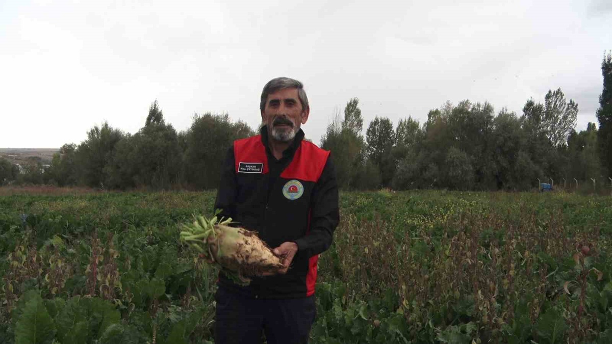 Sivas Ziraat Odası Başkanı Çetindağ, şeker pancarında 800 bin ton üretim bekliyor