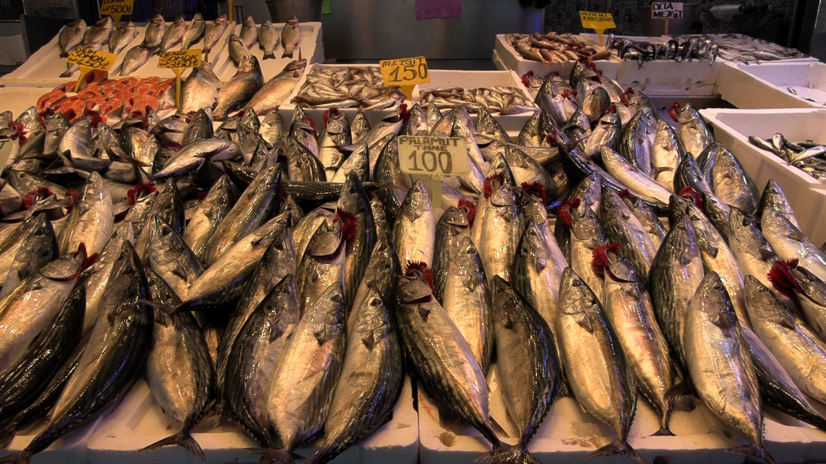 Trabzon\'da palamut bolluğu sürüyor, 1 kilogramlık tanesi 100 liradan satılıyor
