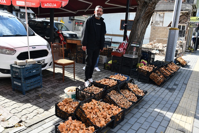 Vezirköprü'de kanlıca mantarı tezgahlarda, kilosu 200-350 liradan alıcı buluyor