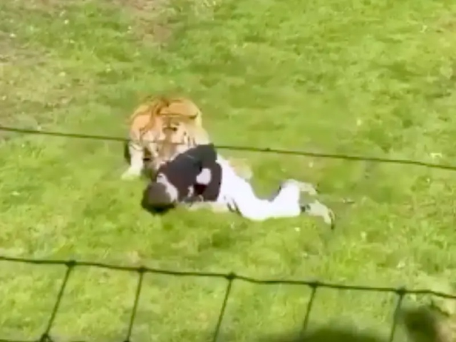 Hayvanat bahçesinde Bengal kaplanının bulunduğu alana girdi, hayatını kaybetti