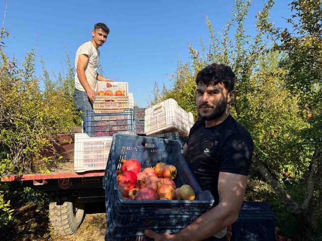 Antalya Serik'te yağış uyarısı nar hasadını öne çekti, kilosu 15-30 TL'den satılıyor