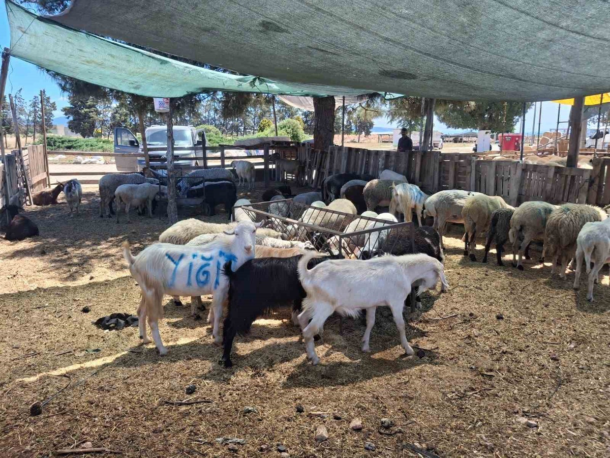 Aydın\'da Nazilli ve Çine hayvan pazarları 13 ve 15 Ekim\'de yeniden açılacak