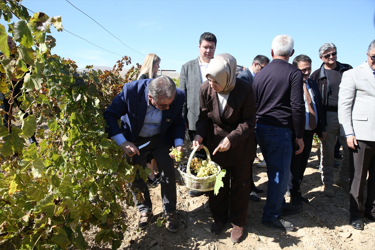 BBP lideri Destici, memleketi Eskişehir Günyüzü\'nde 820 yıllık köyde üzüm topladı