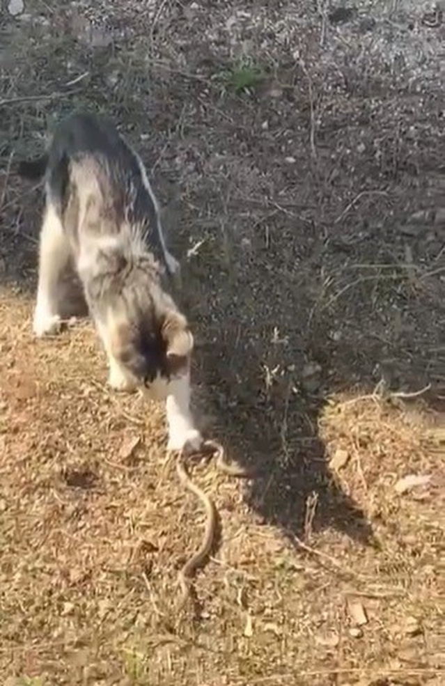 Bilecik'in Vezirhan beldesine bağlı Mahan Köyü'nde kedi yılanı ağzına alıp kaldırdı