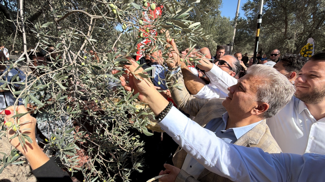 Bin yıllık zeytin ağacından hasat yapıldı, anında tadıldı