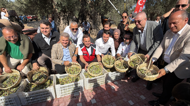 Bin yıllık zeytin ağacından hasat yapıldı, anında tadıldı