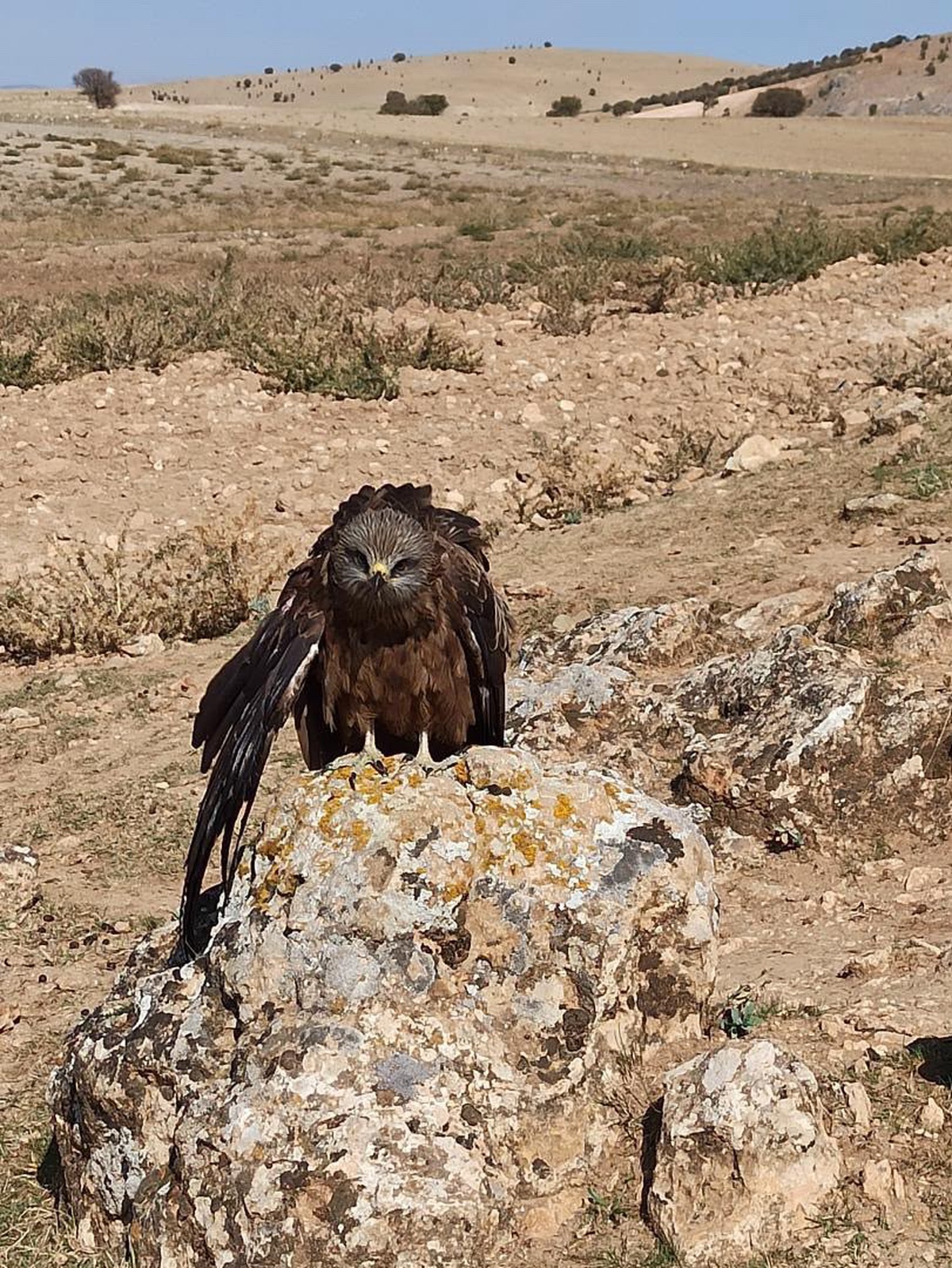 Elazığ\'ın Hıdır Baba köyünde köylüler yaralı çaylak kuşunu yetkililere teslim etti