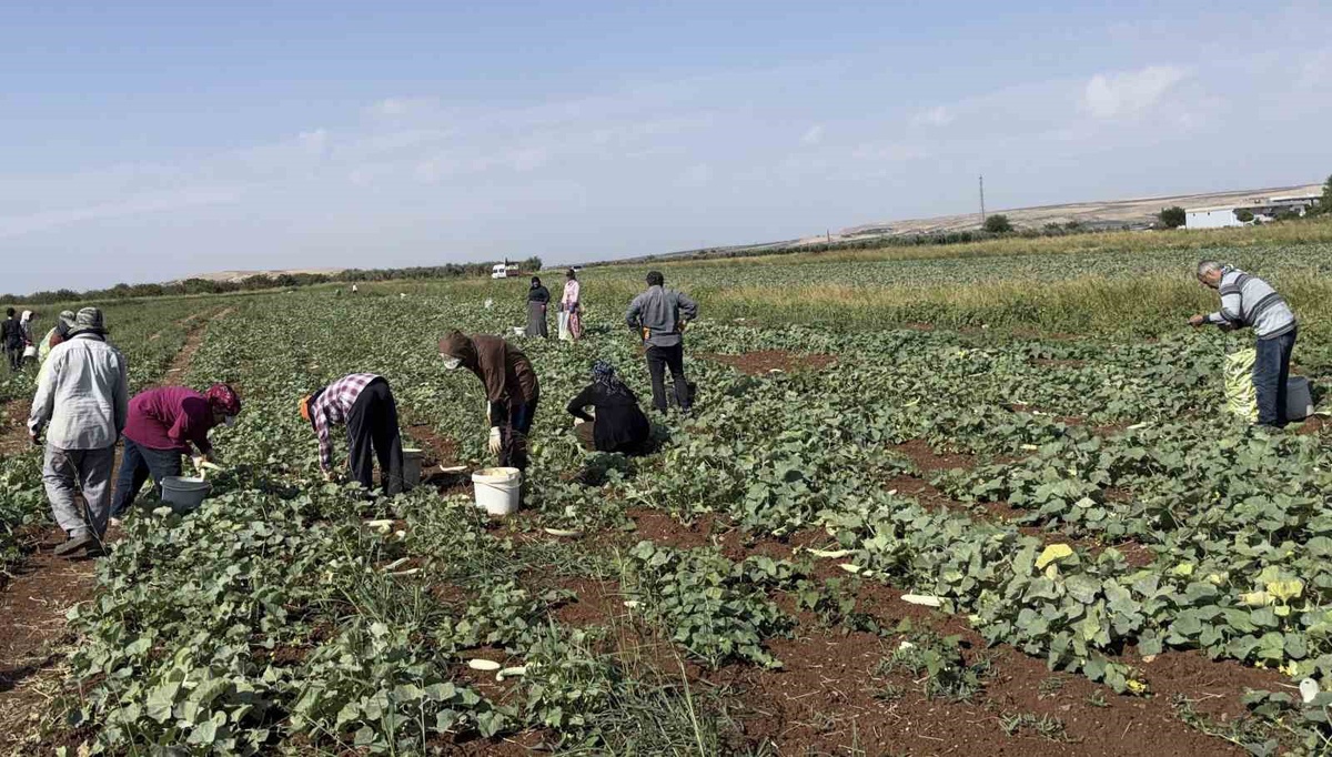 Gaziantep Oğuzeli\'nde turşuluk acur hasadı başladı, kilosu 20-30 liradan satılıyor
