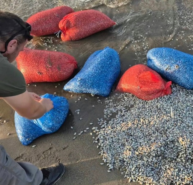 Mudanya'da yasa dışı avcılıkta 900 kilogram kum şırlanı denize bırakıldı