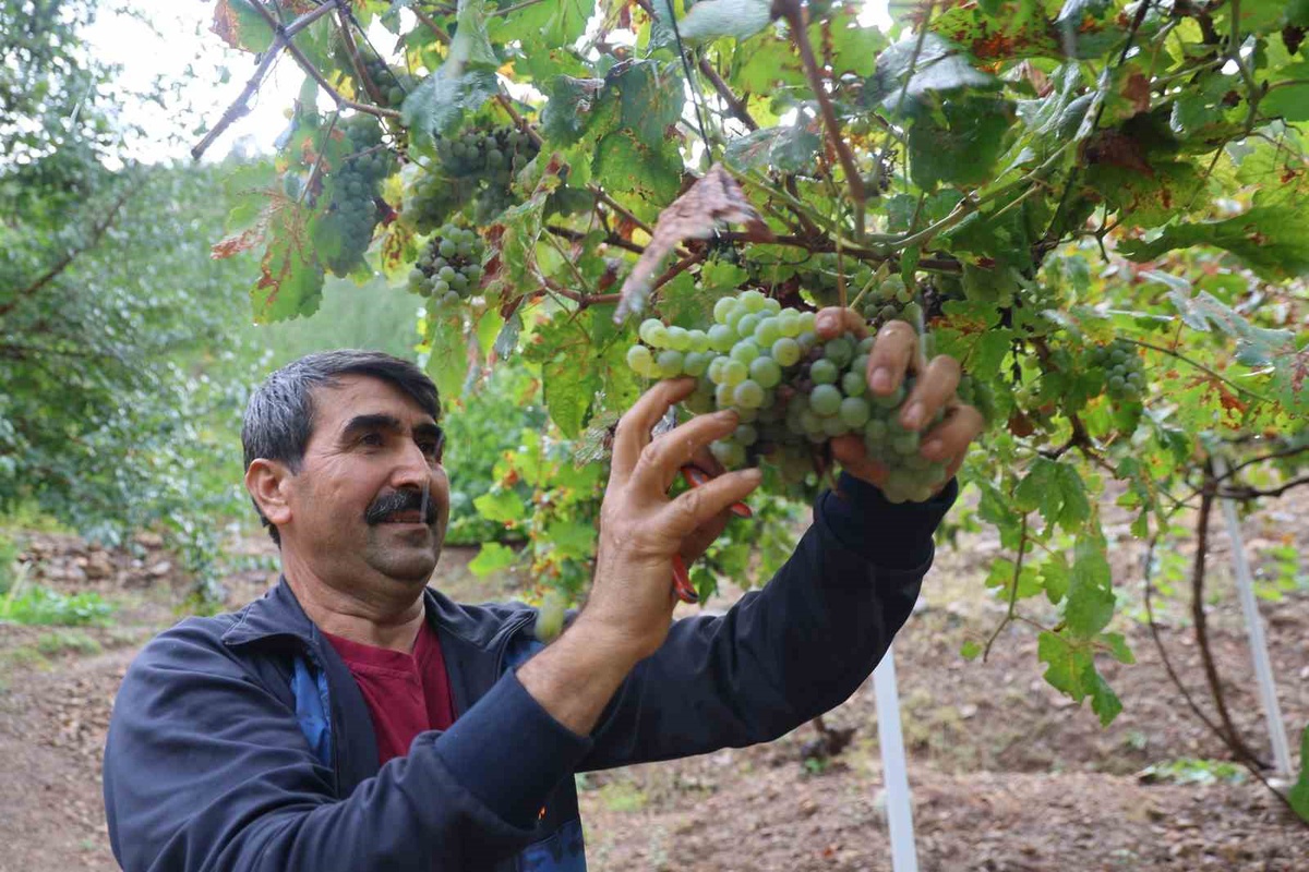 Adana Saimbeyli\'de 300 kilo üzümden 50-60 kilo pekmez elde edilmesi hedefleniyor