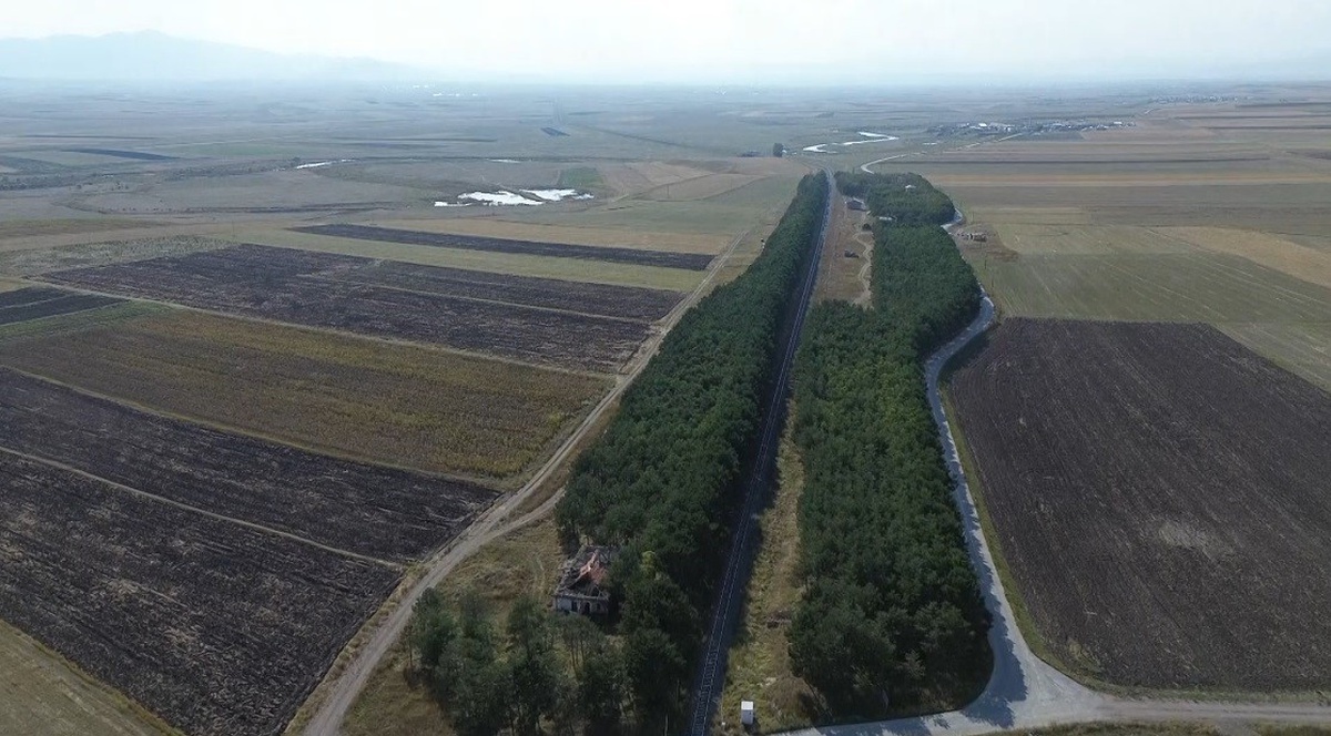 Kars Selim\'de 55 yıl önce dikilen çam fidanları bozkırda ormana dönüştü