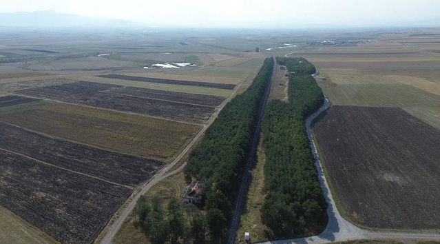 Kars Selim'de 55 yıl önce dikilen çam fidanları bozkırda ormana dönüştü