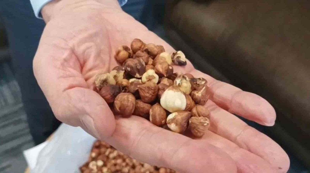 Demirci, kokarca seferberliği isteyerek 9 bin ton iç fındık kaybı olacağını savundu