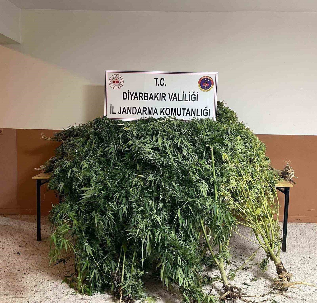 Diyarbakır\'da jandarma 57 bin 702 kök kenevir ve 2 kilo 269 gram esrar ele geçirdi