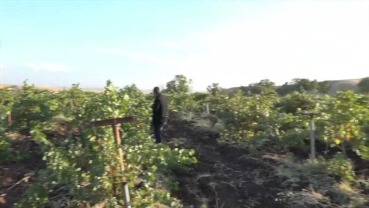 Diyarbakır Silvan\'da bağ bozumu başladı, üzümler pestil ve pekmeze dönüşüyor