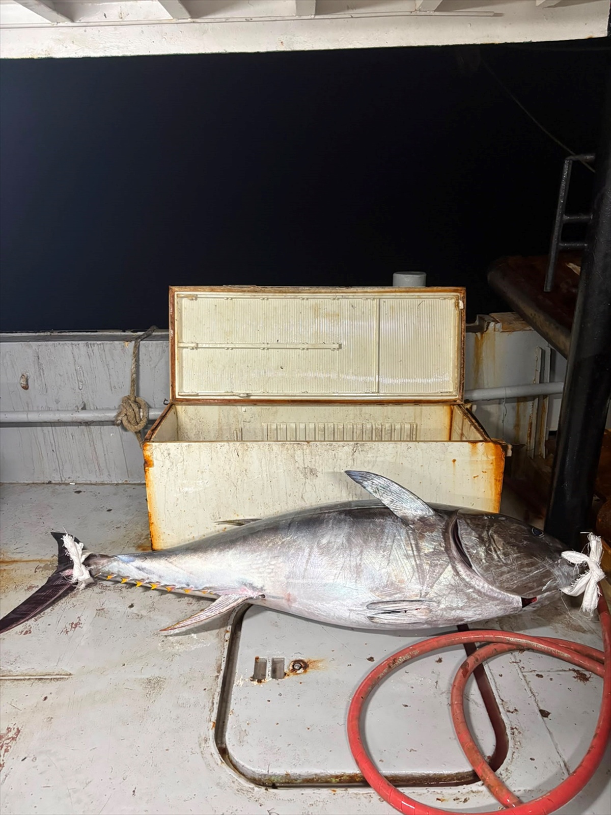 Edirne Enez\'de balıkçıların oltasına 2 metre boyunda 175 kilogramlık orkinos takıldı