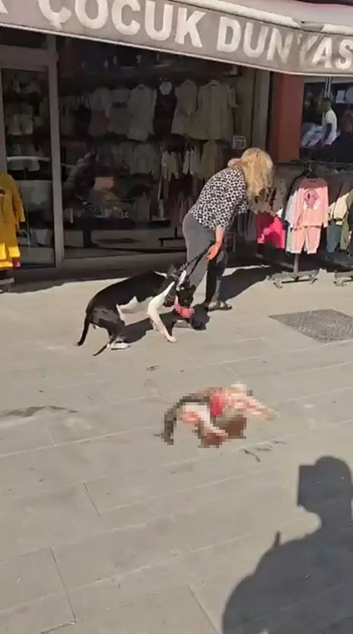 Esenyurt\'ta ağızlıksız gezdirilen yasaklı ırk köpek sokak kedisini öldürdü