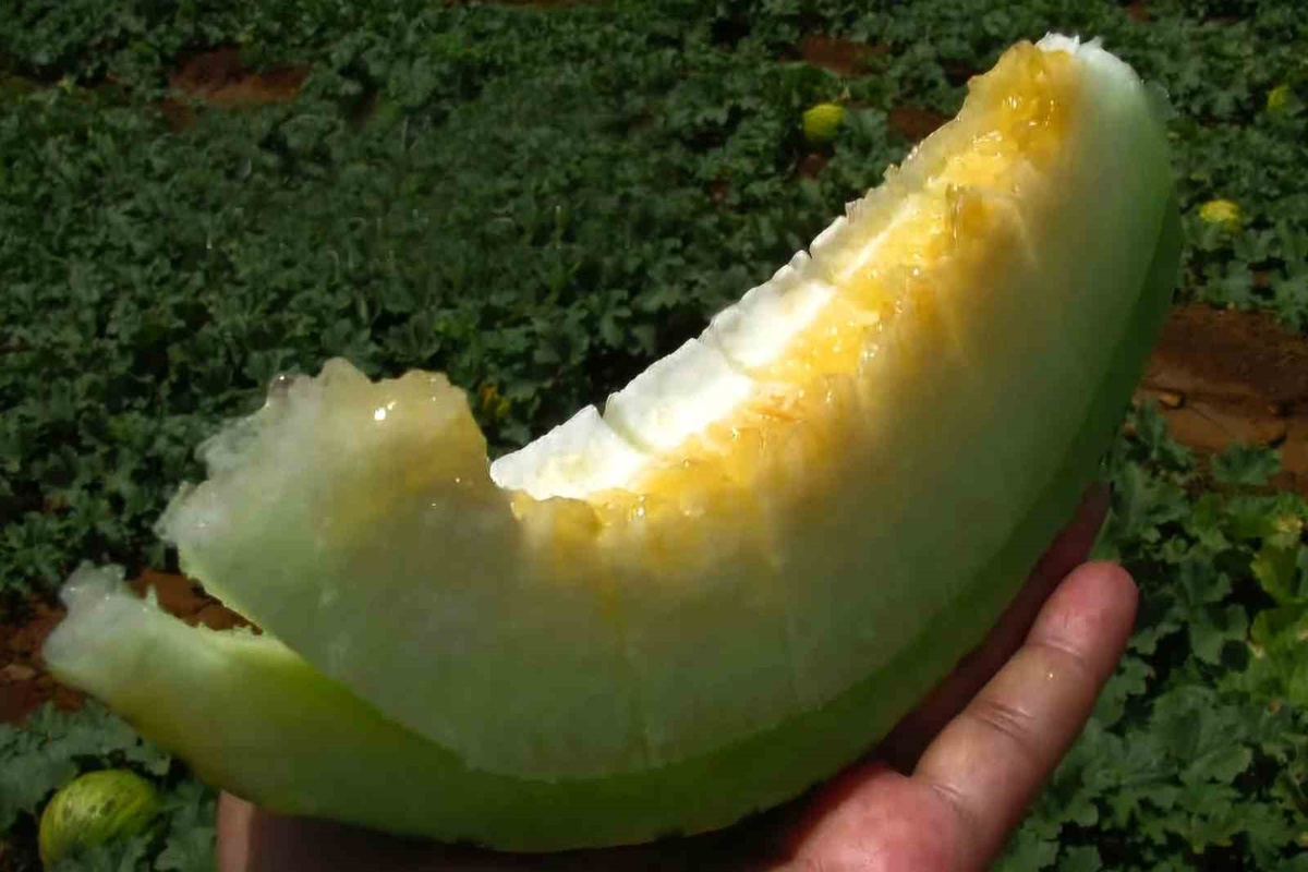 Gaziantep Araban\'da güz kavunu hasadı başladı, kilosu 5 TL\'lik kavun için denetim istendi