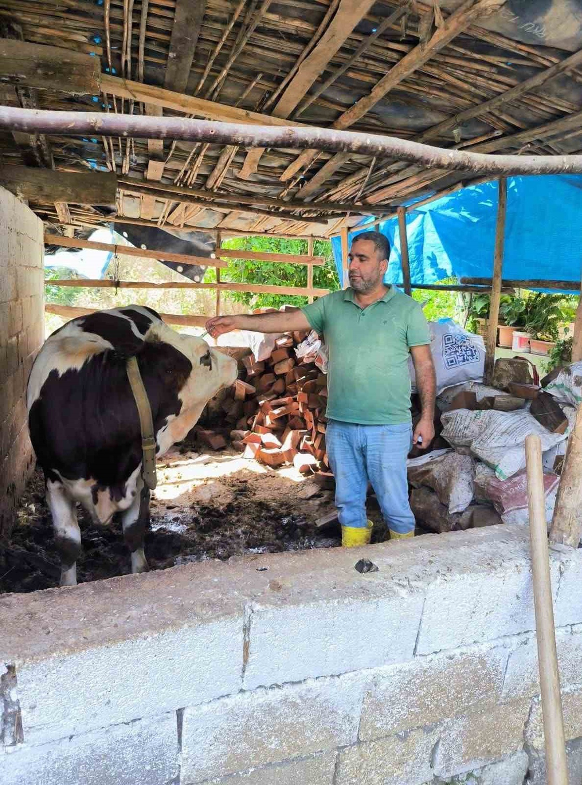 Hatay\'da veteriner hekimler SAT-1 varyantına karşı büyükbaş hayvanları aşılıyor