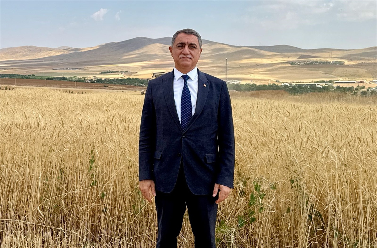 KAEÜ\'nün dekara 850-900 kilo veren 3 buğday çeşidi tescil sürecine giriyor