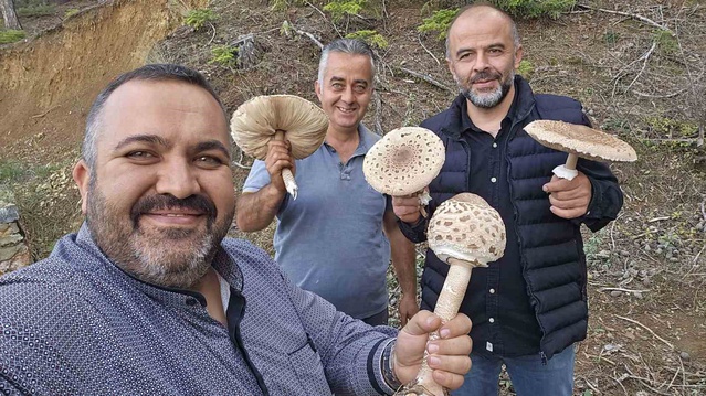 Konya Beyşehir'de mantar severler büyük mantarları mini motorlu testereyle kesti
