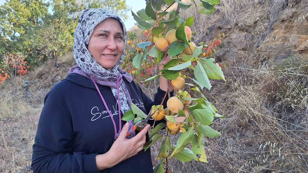 Manisa Sarıgöl\'de cennet hurmaları kurutuluyor, ev kadınları meyve cipsi hazırlıyor