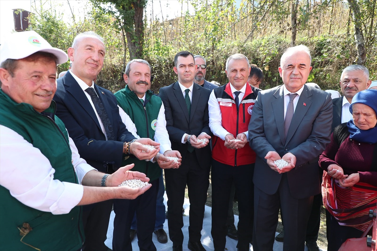 Ordu Akkuş\'ta şeker fasulyesi hasadında 2026 üretimi yaklaşık 2 bin 200 tona ulaştı