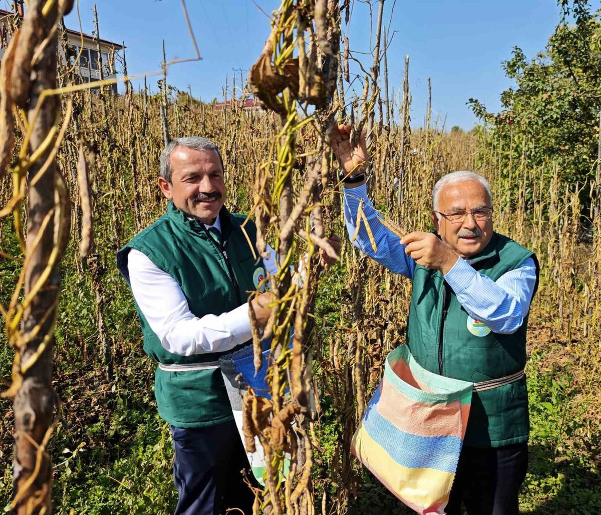 Ordu\'da Akkuş şeker fasulyesi hasat şenliğinde üretim 2 bin 200 tona ulaştı