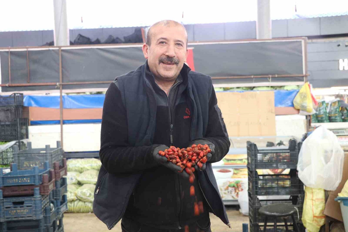 Sivas\'ta kuşburnu hasadında tırmık kullanılıyor, halde fiyat 70-150 TL arasında değişiyor