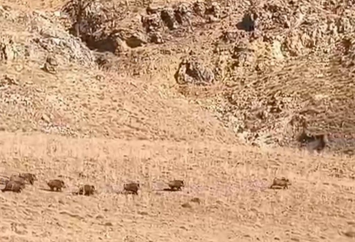 Van Özalp\'te yaban domuzu sürüsü, mahalle yakınında koyun otlatanları şaşırttı