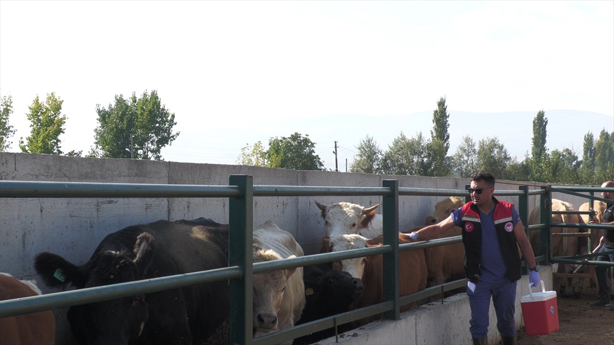 Amasya\'da veteriner ekipler köylerde şap hastalığına karşı hayvanları aşılıyor