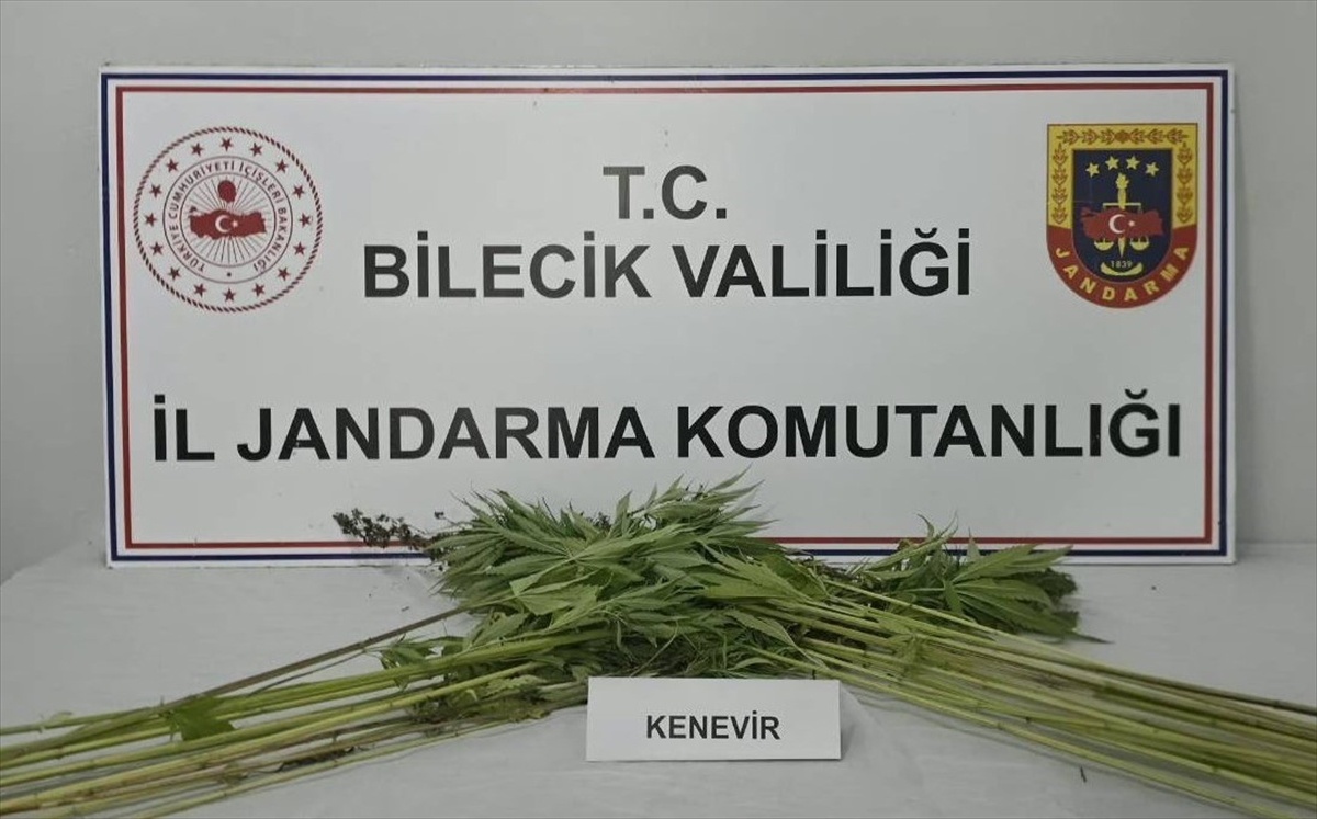 Bilecik Pazaryeri\'de ekili Hint keneviri ele geçirildi, bir zanlı gözaltına alındı