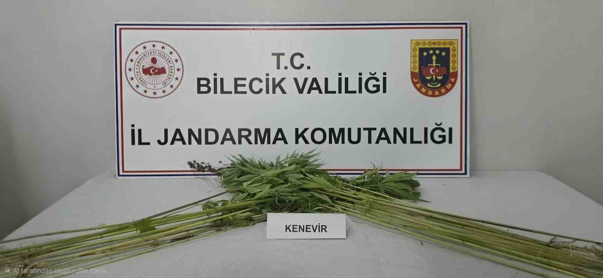 Bilecik Pazaryeri\'de jandarma, şüphelinin tarlasında ekili kenevir ele geçirdi