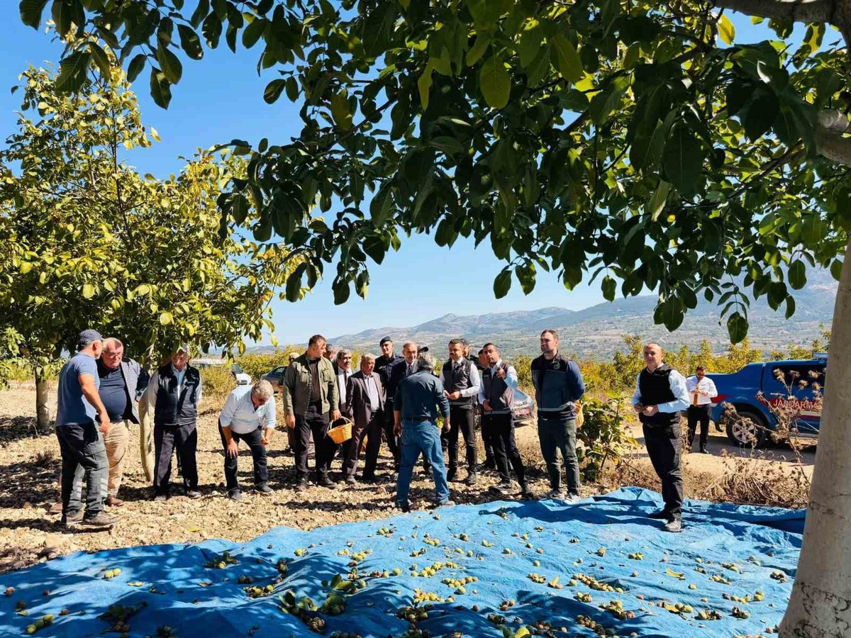 Gölpazarı\'nda ceviz hasadı başladı, Kaymakam Titiz Chandler kalitesine dikkat çekti