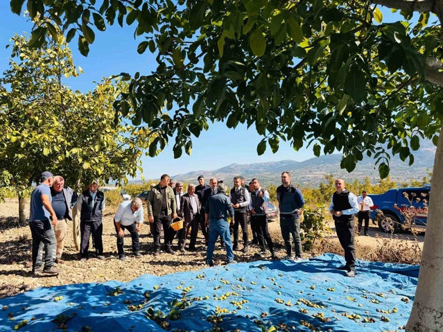 Gölpazarı'nda ceviz hasadı başladı, Kaymakam Titiz Chandler kalitesine dikkat çekti