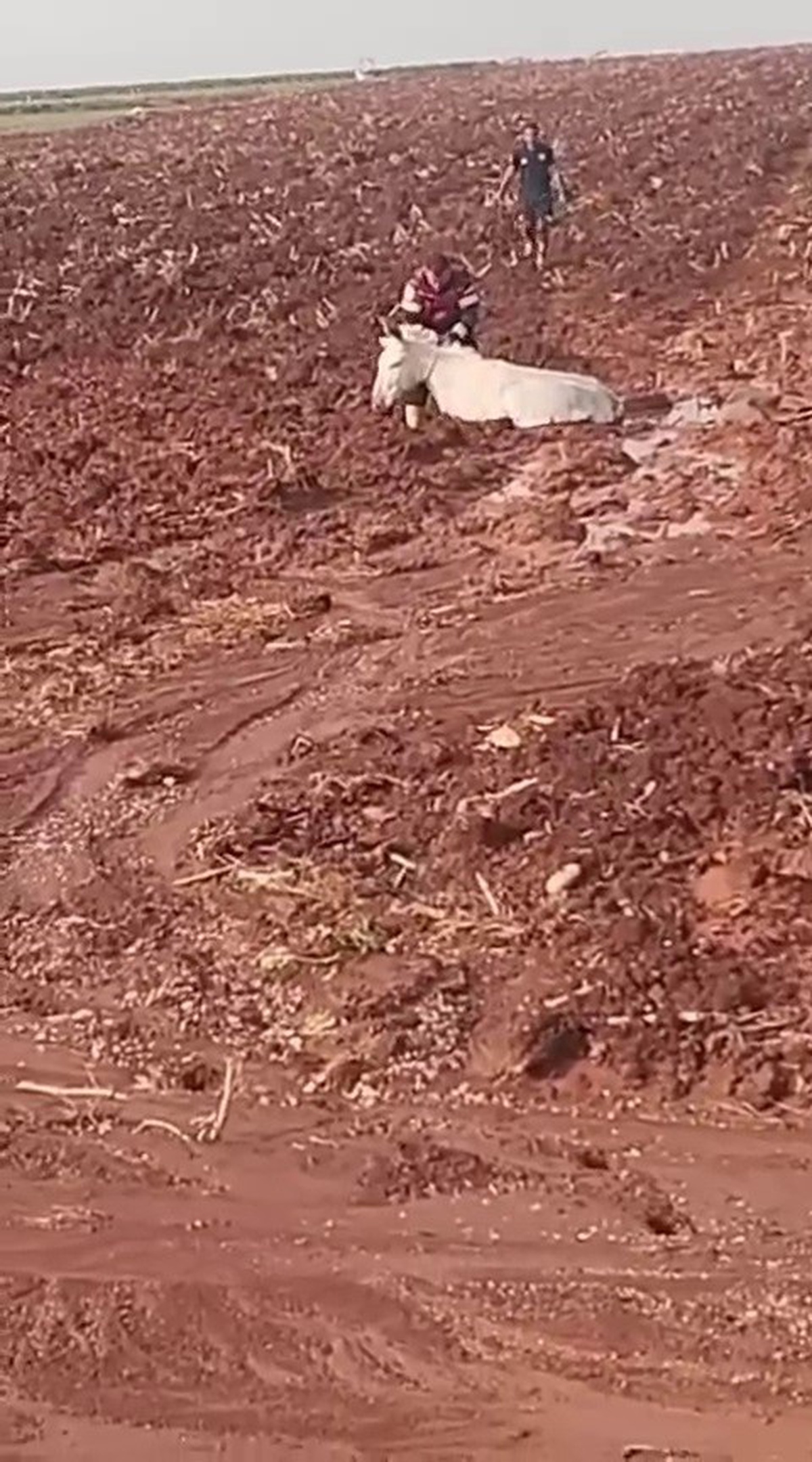 Hatay Reyhanlı\'da çamura saplanan eşeği itfaiye kurtarıp sahibine teslim etti