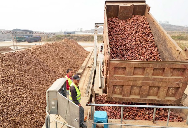 Hebei Lulong'da tatlı patates sanayi zinciri kuruldu, ekim alanı 8.000 hektarı aştı