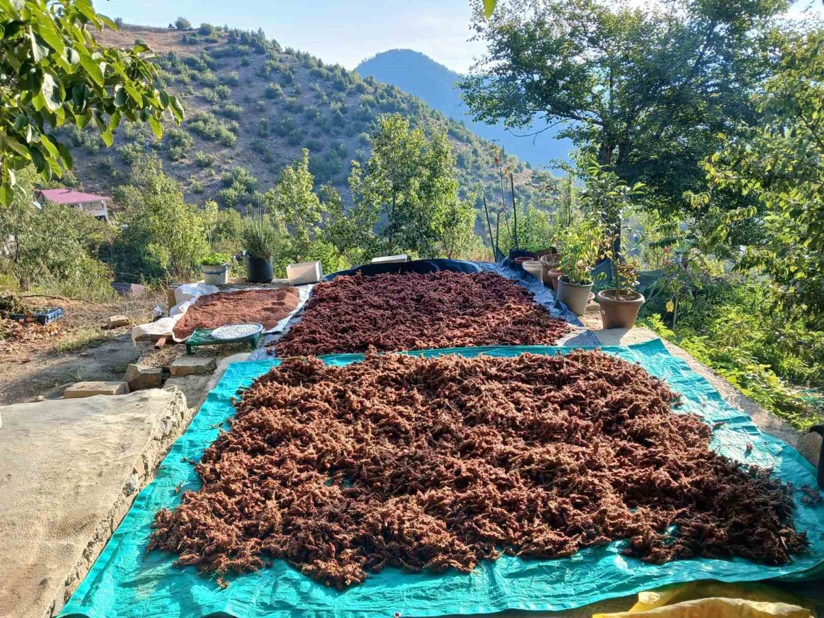 Kahramanmaraş Andırın\'da sumak hasadına başlandı, İlyas Paksoy doğal haliyle sunuyor