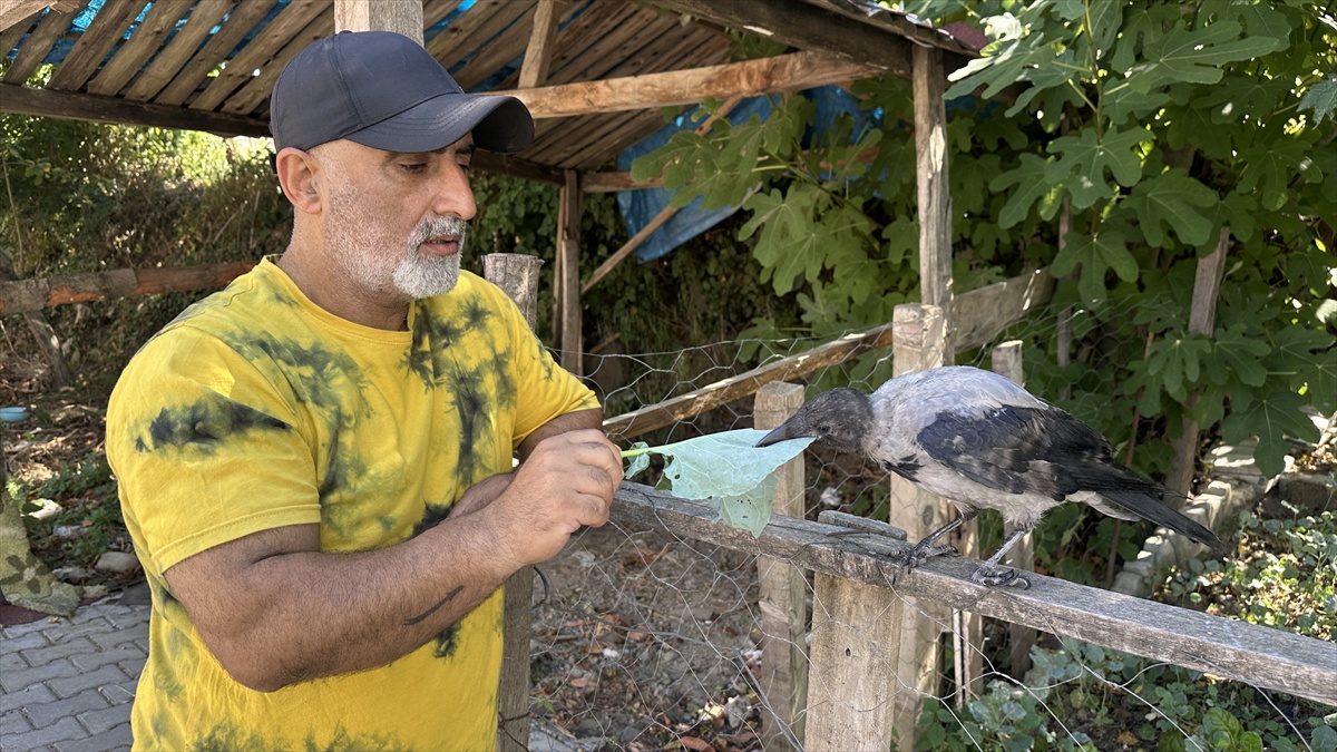 Kastamonu Abana\'da topallayan yavru karga Şazimet, mahalle sakinlerince besleniyor
