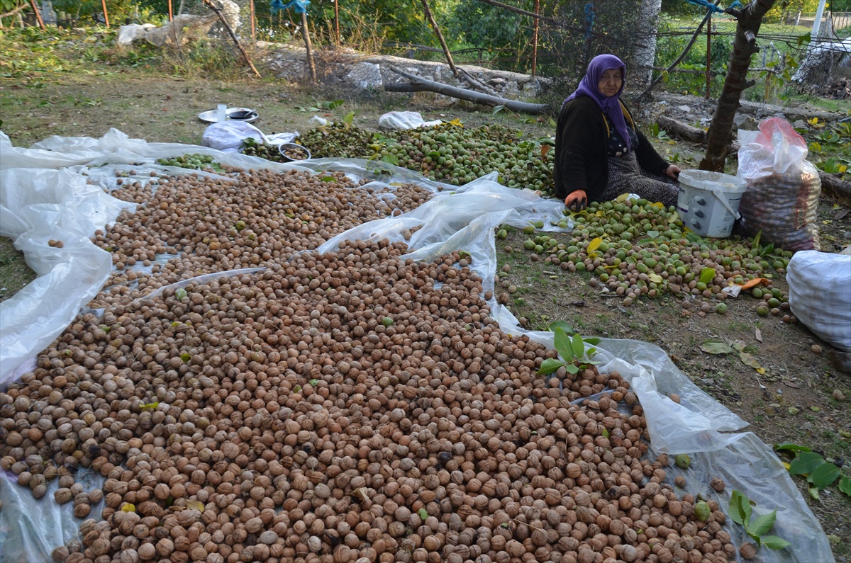 Muş\'ta çiftçiler ceviz hasadına başladı, 5 bin dönümde yaklaşık 1100 ton üretiliyor