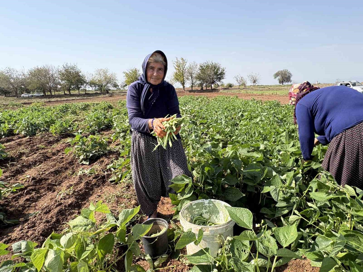 Osmaniye Düziçi\'de aile, torununun asker harçlığı için ilk kez ektiği fasulyeyi hasat etti