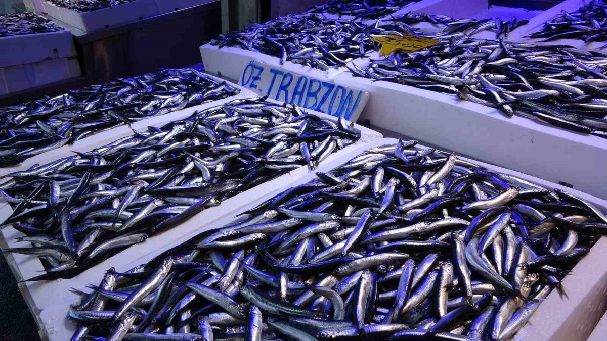 Trabzon\'un hamsi ihracatı ilk 9 ayda 8 katı aştı, Türkiye\'de yüzde 79,8 arttı