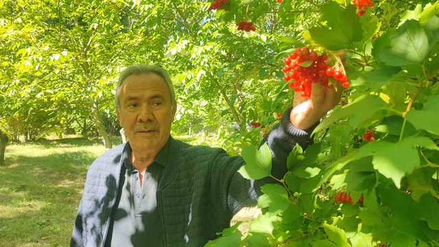 Dere kenarlarında yetişiyor! Toplayıp 1000 liraya satıyor