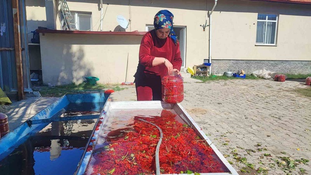 Dere kenarlarında yetişiyor! Toplayıp 1000 liraya satıyor