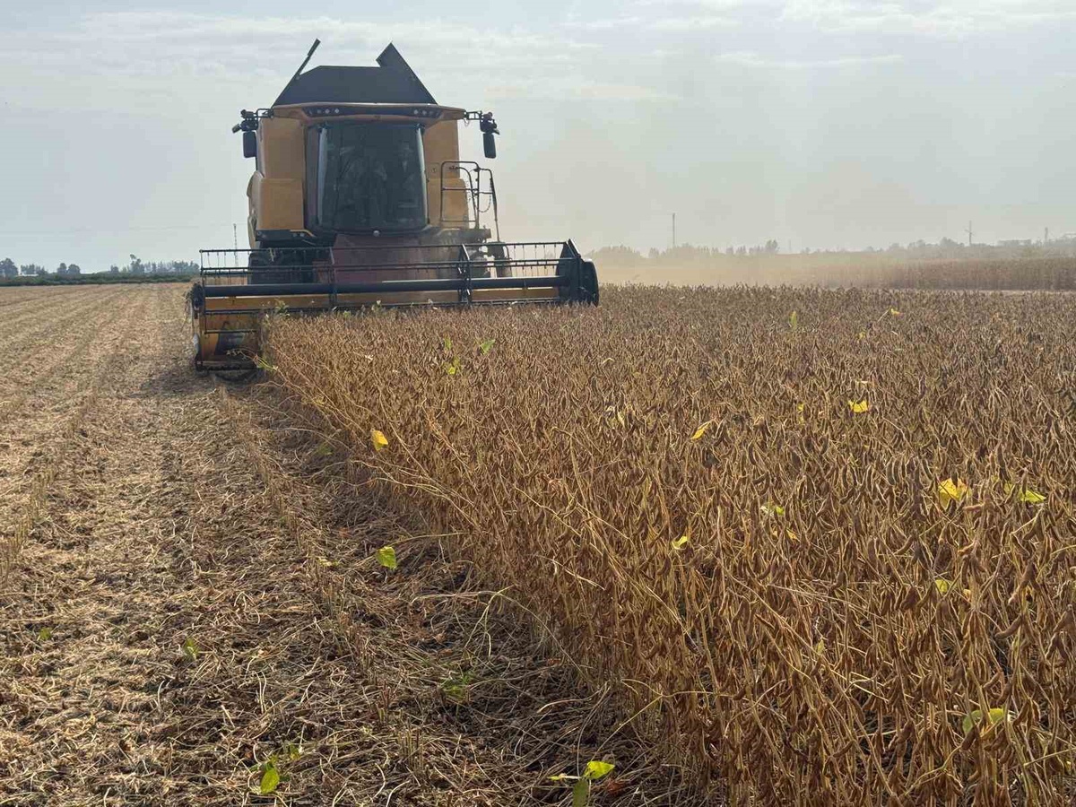 Adana\'da 2026 soya hasadında biçerdöver ücreti dekarda düz 350, kırıcılı 370 TL oldu