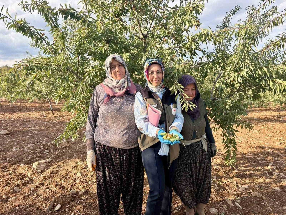 Afyonkarahisar\'da meyve bahçelerinde Xylella fastidiosa için numune alındı