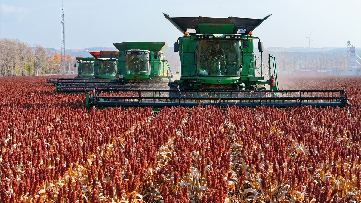 Tahıl ambarı Heilongjiang\'da 11 Ekim itibarıyla 8,15 milyon hektarda hasat yapıldı